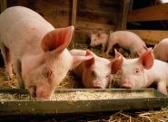 На Прикарпатье из-за пожара на свинарне погибло 800 свиней