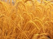 Правительство продлило квотирование экспорта зерна
