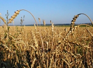 Верховная Рада планирует вернуть НДС в аграрный сектор