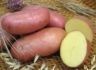 Зимой будет дефицит картофеля
