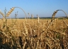 Верховная Рада планирует вернуть НДС в аграрный сектор
