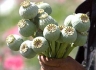 Россия и США провели совместную операцию по борьбе с наркотиками в Афганистане