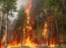 В Луганской области лесной пожар